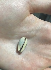 Purpuradusta gracilis