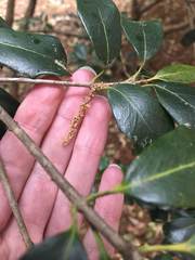 Angiospermae
