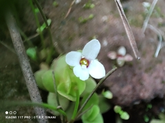 (c) Thomaz Ricardo Favreto Sinani, some rights reserved (CC BY) Bacopa salzmannii, photograph (c) Thomaz Ricardo Favreto Sinani, some rights reserved (CC BY)