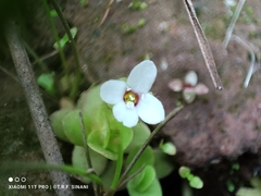 (c) Thomaz Ricardo Favreto Sinani, some rights reserved (CC BY) Bacopa salzmannii, photograph (c) Thomaz Ricardo Favreto Sinani, some rights reserved (CC BY)