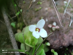 (c) Thomaz Ricardo Favreto Sinani, some rights reserved (CC BY) Bacopa salzmannii, photograph (c) Thomaz Ricardo Favreto Sinani, some rights reserved (CC BY)