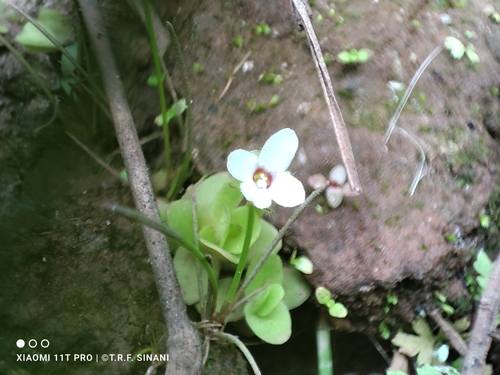 Bacopa salzmannii, photograph 4