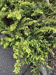 Juniperus rigida conferta