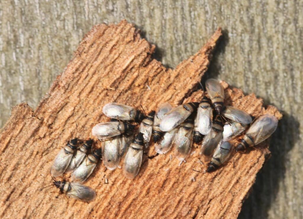 Oxycarenus pallens (001 Oligolektische Arthropoden und Parasiten an