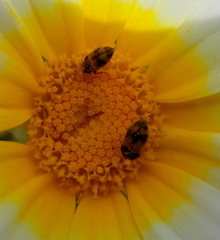 Attagenus bifasciatus