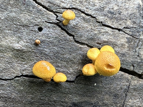Adiposae
