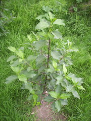 Ageratina tinifolia