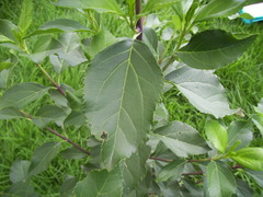 Ageratina tinifolia