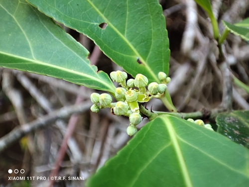 Image of Medicine Vine (Hippocratea volubilis) by (c) Thomaz Ricardo Favreto Sinani, some rights reserved (CC BY)