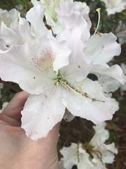 Rhododendron