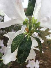 Rhododendron