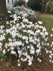 Rhododendron