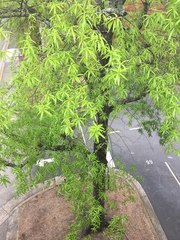 Quercus phellos