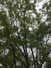 Quercus phellos
