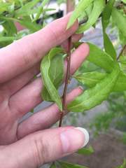 Quercus phellos