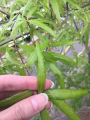Quercus phellos