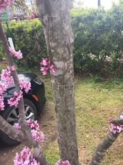 Cercis canadensis