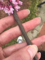 Cercis canadensis