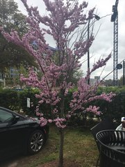 Cercis canadensis