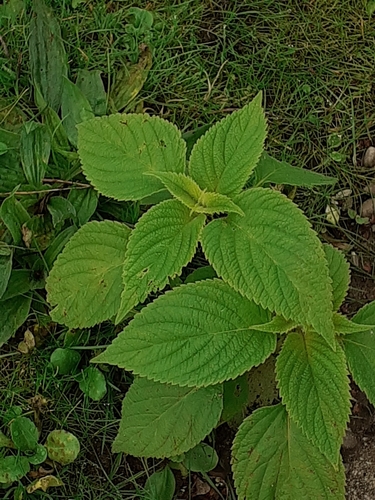 Salvia hispanica