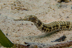 Paxton's Pipefish photo 2