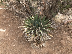Agave utahensis kaibabensis