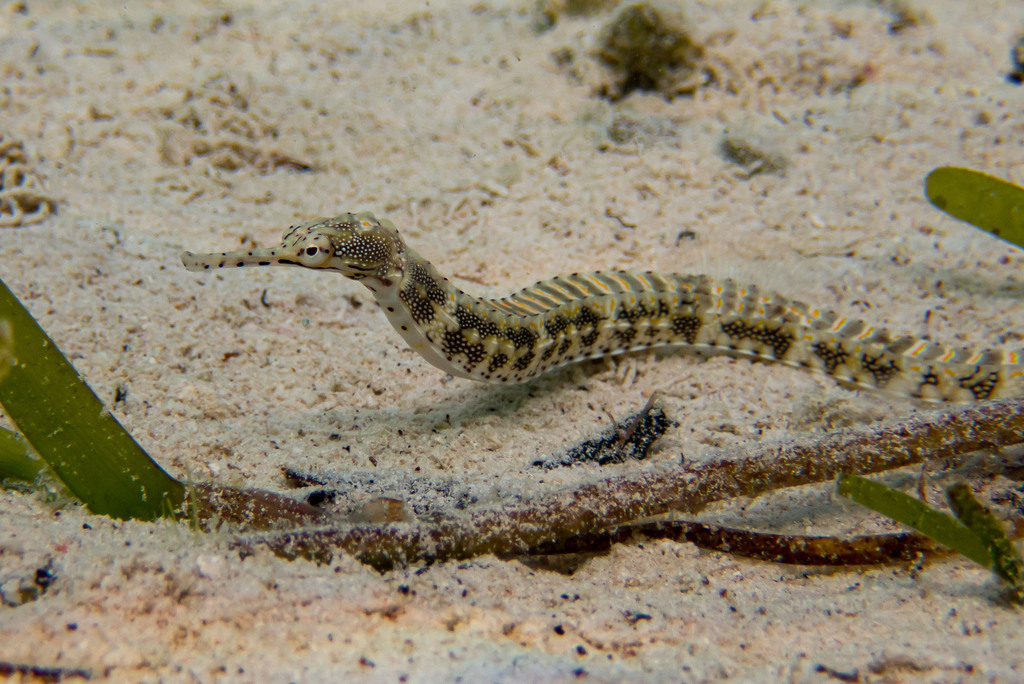 Paxton's pipefish (Corythoichthys paxtoni) — Syngnathidae