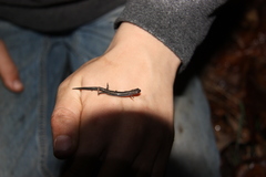 Plethodon virginia