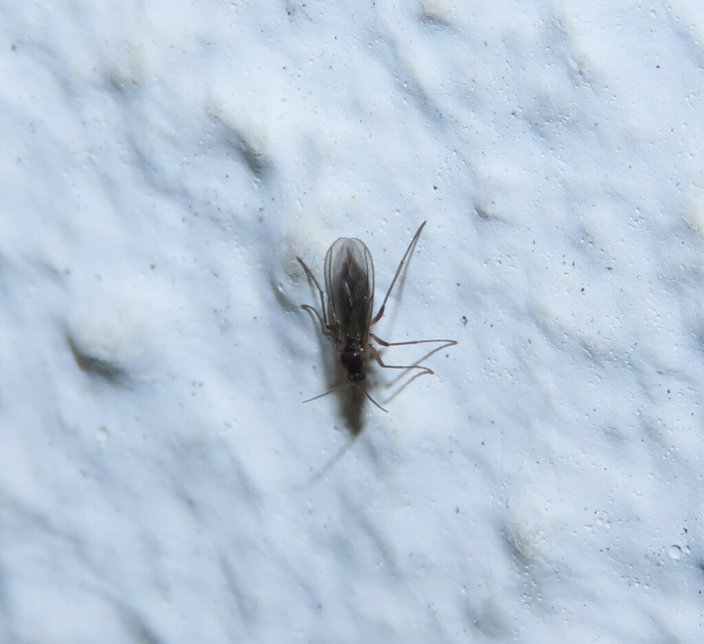 Dark-winged Fungus Gnats from Corroios, Portugal on December 25, 2023 ...