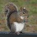 Eastern Gray Squirrel - Photo (c) JeffreyGammon, some rights reserved (CC BY-NC), uploaded by JeffreyGammon