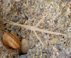 Acrida turrita