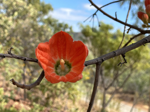 Brachychiton spectabilis Guymer