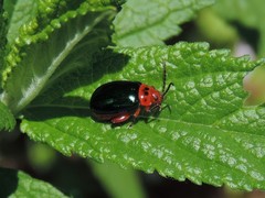 Kuschelina gibbitarsa