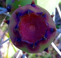 Opuntia rioplatense