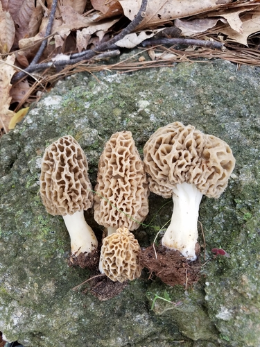 Yellow Morel