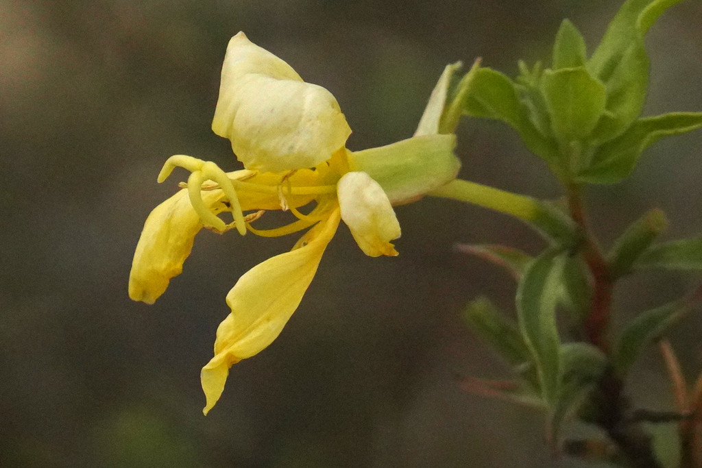 evening primroses, sundrops, and beeblossoms from Carmichael, CA, USA