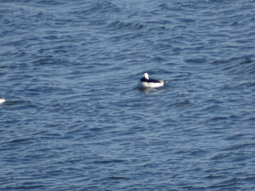 Bufflehead photographed in Maine