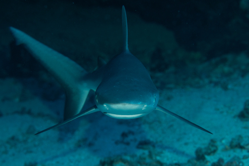 Blacktail reef shark (Carcharhinus amblyrhynchos) — Carcharhinidae — 4