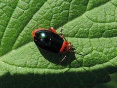 Kuschelina gibbitarsa