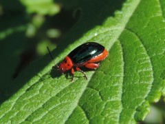 Kuschelina gibbitarsa