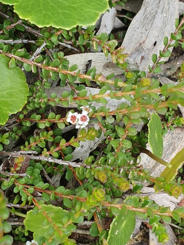 Image of Baeckea imbricata by (c) ronavery, some rights reserved (CC BY)