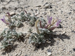 Astragalus phoenix