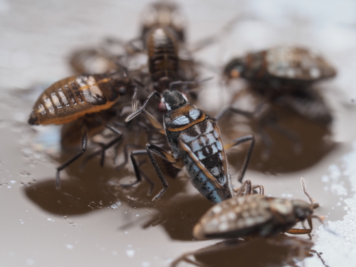 Microvelia macgregori (Kirkaldy, 1899)