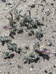 Astragalus phoenix
