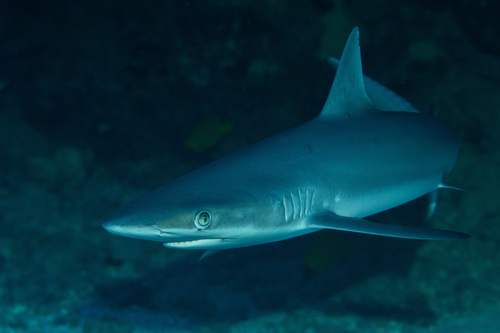 Foto de Tiburón Gris de Arrecife (Carcharhinus amblyrhynchos)