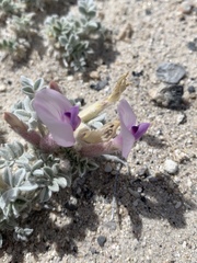 Astragalus phoenix