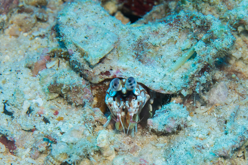 Shortnose Mantis Shrimp