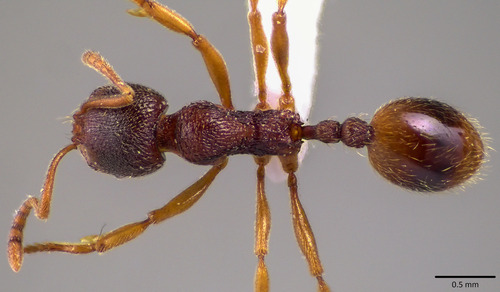 Stenamma brevicorne