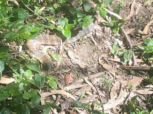 Tiger Snake sighting