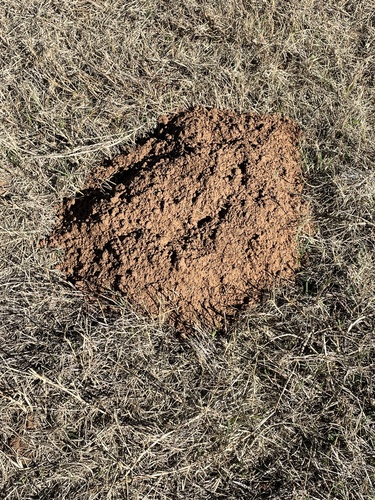 Attwater's Pocket Gopher